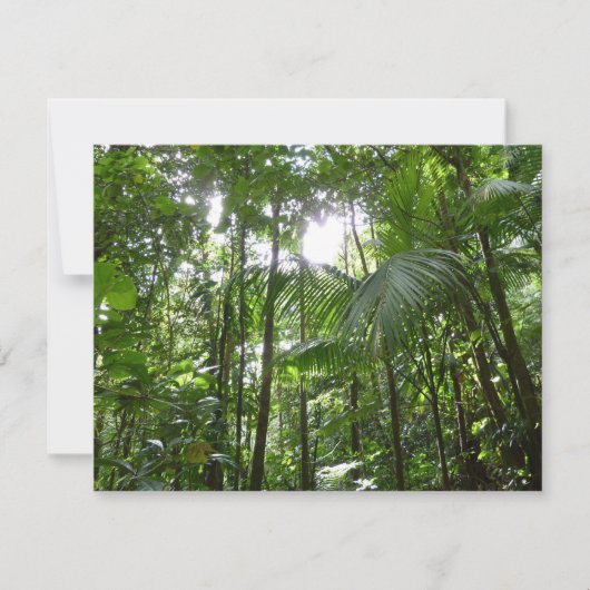 熱帯緑の熱帯雨林の天蓋を通る日光 (正面)