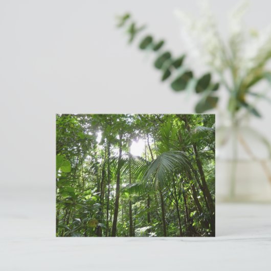 熱帯緑の熱帯雨林の天蓋を通る日光 (スタンド正面)