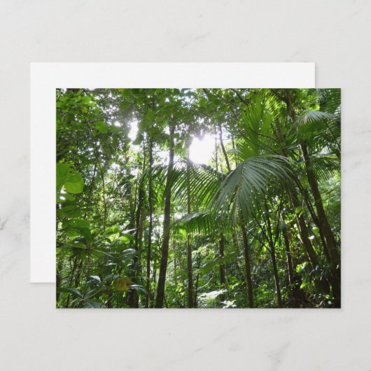 熱帯緑の熱帯雨林の天蓋を通る日光 (正面/裏面)