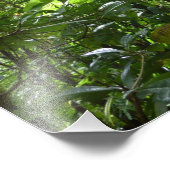 熱帯緑の熱帯雨林の天蓋を通る日光 フォトプリント (角)