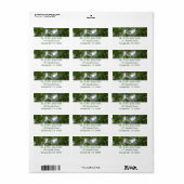 熱帯緑の熱帯雨林の天蓋を通る日光 ラベル (フルシート)