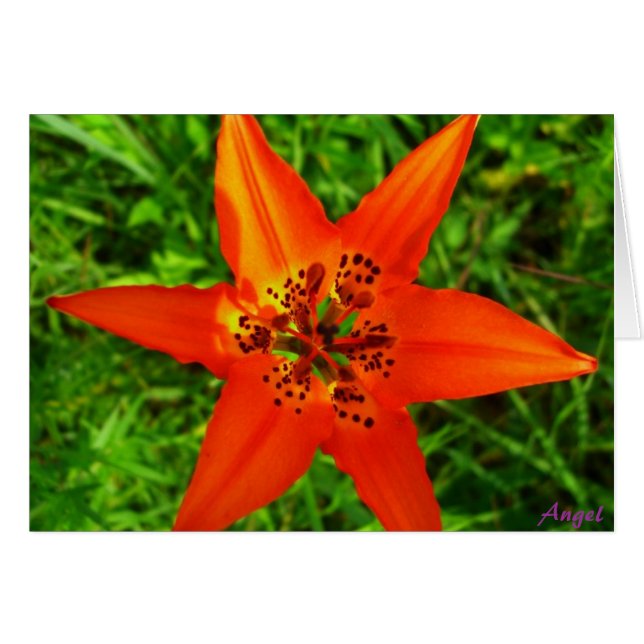 熱帯緑の草木 (正面横)