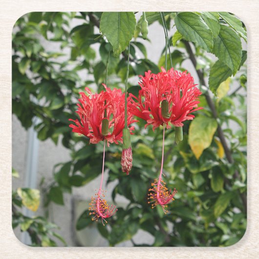 熱帯縁を付けられた珊瑚のハイビスカスの花 スクエアペーパーコースター (正面)