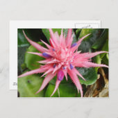 熱帯美しいの郵便はがき ポストカード (正面/裏面)