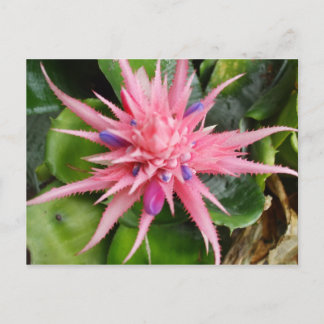 熱帯美しいの郵便はがき ポストカード