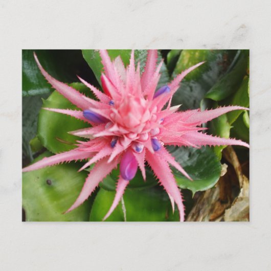 熱帯美しいの郵便はがき ポストカード (正面)