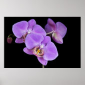 熱帯美しい ポスター (正面)