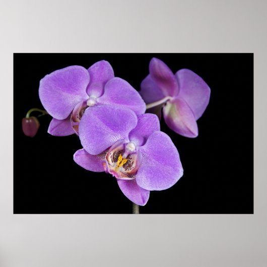 熱帯美しい ポスター (正面)