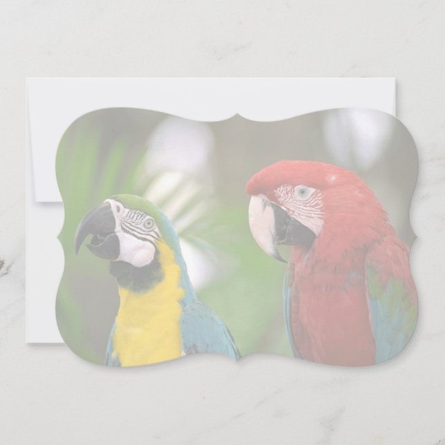 熱帯背景 (正面)