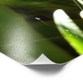 熱帯自然の葉クモの巣 フォトプリント (角)