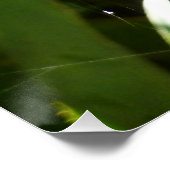 熱帯自然の葉クモの巣 ポスター (コーナー)