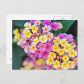 熱帯花はがき ポストカード (正面/裏面)