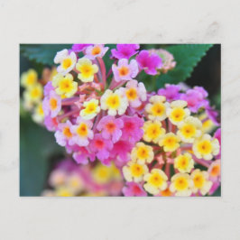 熱帯花はがき ポストカード