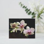 熱帯花はがき ポストカード (スタンド正面)