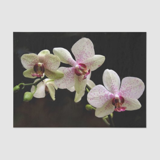 熱帯花ティッシュペーパー 薄葉紙 (正面)