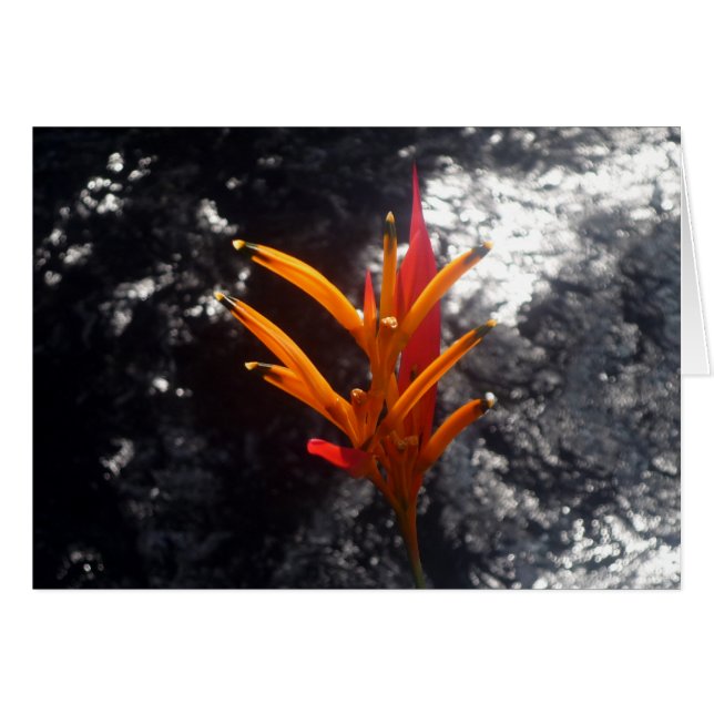 熱帯花 (正面横)