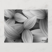 熱帯葉13 ポストカード (裏面)