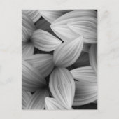 熱帯葉13 ポストカード (正面)