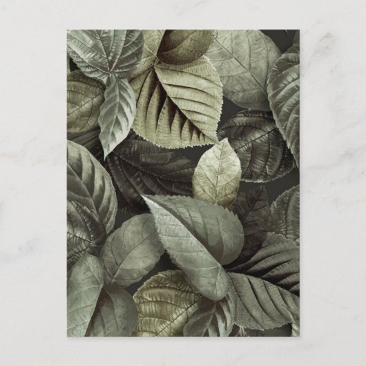 熱帯葉5 ポストカード (正面)