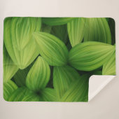 熱帯葉9個 シェルパブランケット (正面(横))