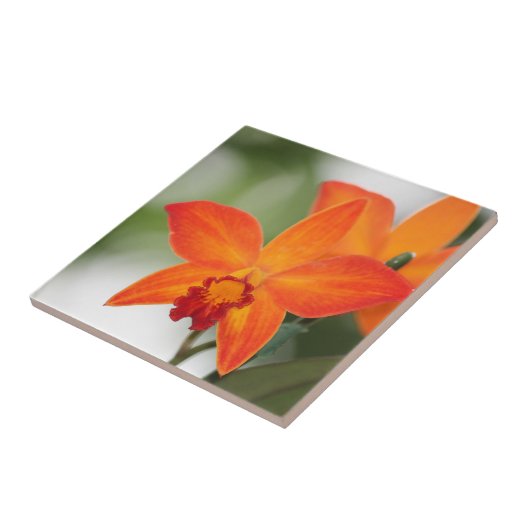 熱帯蘭のタイル タイル (側面)