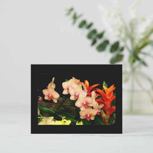 熱帯蘭 ポストカード (スタンド正面)