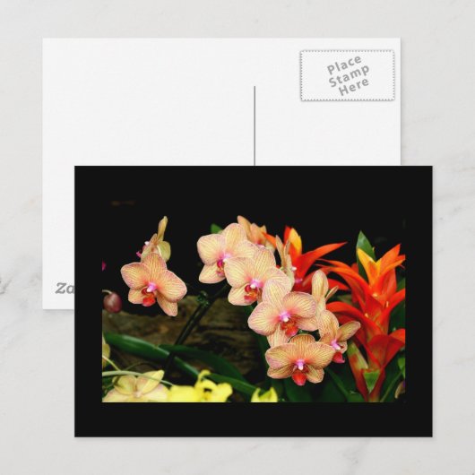 熱帯蘭 ポストカード (正面/裏面)