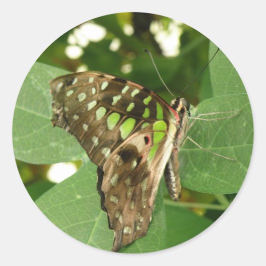 熱帯虹色の緑の蝶のステッカー ラウンドシール (正面)
