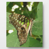 熱帯虹色の緑の蝶のプラーク フォトプラーク (正面)