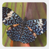 熱帯蝶 スクエアシール (正面)