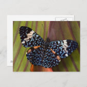 熱帯蝶 ポストカード (正面/裏面)