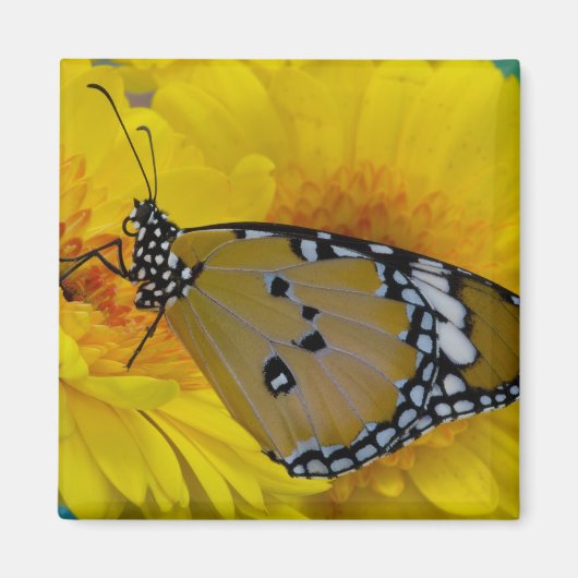 熱帯蝶 マグネット (正面)