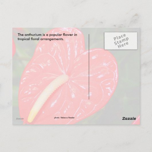 熱帯赤い花 ポストカード (裏面)