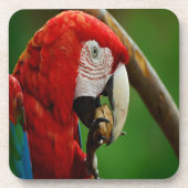 熱帯赤オウム コースター (正面)