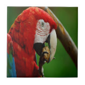 熱帯赤オウム タイル (正面)