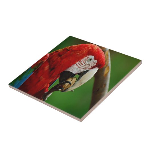 熱帯赤オウム タイル (側面)