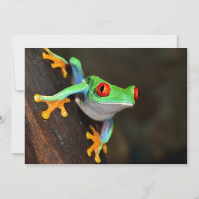 熱帯赤目蛙 – Agalychnis Calidras (正面)