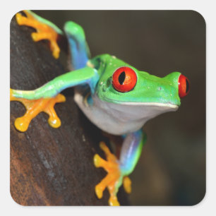 熱帯赤目蛙 – Agalychnis Calidras スクエアシール