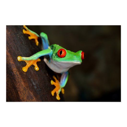 熱帯赤目蛙 – Agalychnis Calidras ポスター (正面)