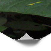 熱帯雨林のゾウの耳 ポスター (角)