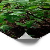 . .熱帯雨林のポスターに平和的にハイキング ポスター (角)