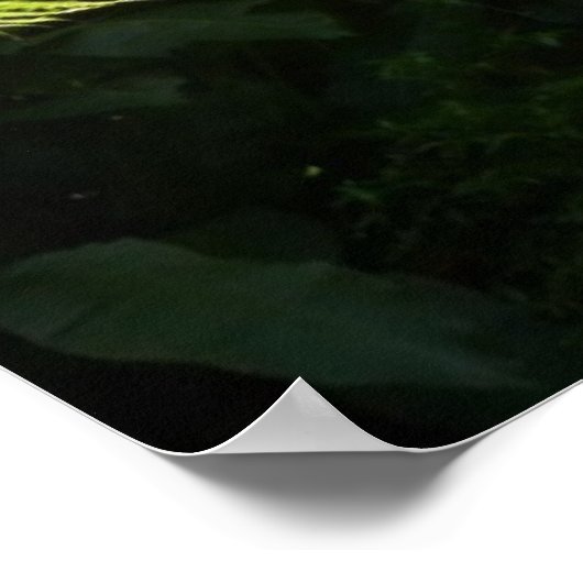 熱帯雨林の木シダ ポスター (角)