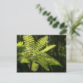 熱帯雨林の木シダ ポストカード (スタンド正面)