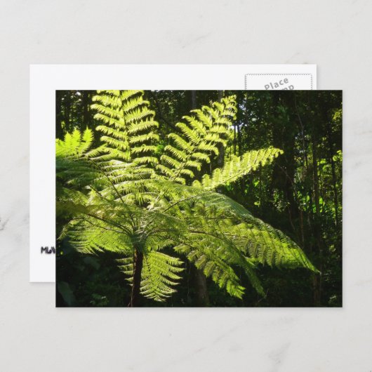 熱帯雨林の木シダ ポストカード (正面/裏面)