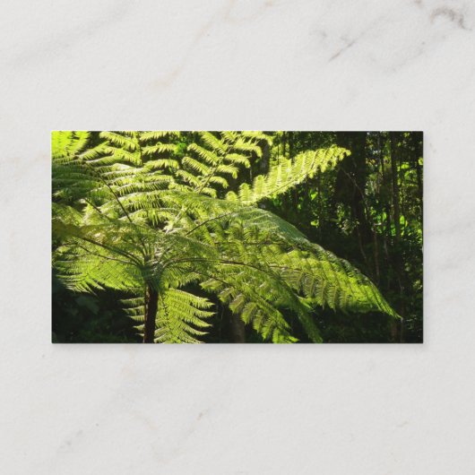 熱帯雨林の木シダ 名刺 (裏面)