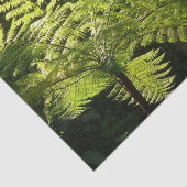 熱帯雨林の木シダ 薄葉紙 (詳細)