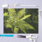 熱帯雨林の木シダ 薄葉紙 (クラフト)