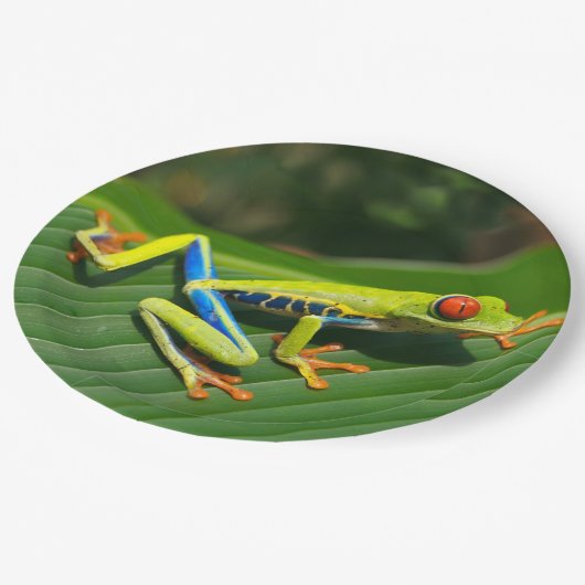 熱帯雨林の緑の目が赤いアマガエル ペーパープレート (アングル)