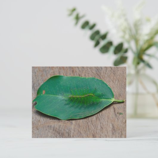 熱帯雨林カモフラージュ ポストカード (スタンド正面)