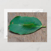 熱帯雨林カモフラージュ ポストカード (正面/裏面)